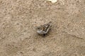 Sparrows cavort in the sand