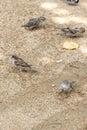 Sparrows cavort in the sand