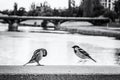 Sparrows in the city, colorless