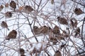 Sparrows clustered in a tree