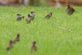 Harmony in Flight: Small Sparrows Unite on Green Grass Background
