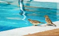 Sparrows coming to drink water to swimming pool