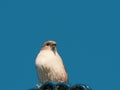 2 sparrows copulate on a roof and the sky is blue