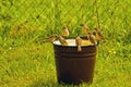 Sparrows drink water from a bucket
