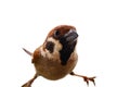 sparrows in dynamics isolated