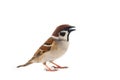 sparrows in dynamics isolated