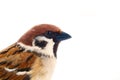sparrows in dynamics isolated