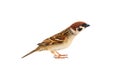 sparrows in dynamics isolated