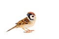 sparrows in dynamics isolated