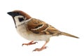 sparrows in dynamics isolated