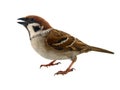 sparrows in dynamics isolated