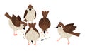 Sparrows eat seeds. Collection of cute birds on white background vector illustration