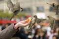 Sparrows Eating