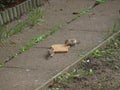 Sparrows eating in the garden a slice of bread