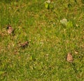 Sparrows eating and searching in the grass