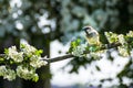 Sparrows are a family of small passerine birds. Royalty Free Stock Photo