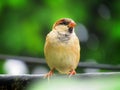 Sparrows are a family of small passerine birds. They are also known as true sparrows, or Old World sparrows or gauraiyya in India. Royalty Free Stock Photo