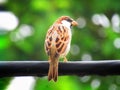 Sparrows are a family of small passerine birds. They are also known as true sparrows, or Old World sparrows or gauraiyya in India. Royalty Free Stock Photo