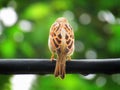 Sparrows are a family of small passerine birds. They are also known as true sparrows, or Old World sparrows or gauraiyya in India. Royalty Free Stock Photo