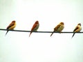 Sparrows are a family of small passerine birds. They are also known as true sparrows, or Old World sparrows or gauraiyya in India. Royalty Free Stock Photo