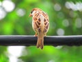 Sparrows are a family of small passerine birds. They are also known as true sparrows, or Old World sparrows or gauraiyya in India. Royalty Free Stock Photo