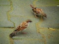 Sparrows are a family of small passerine birds. They are also known as true sparrows, or Old World sparrows or gauraiyya in India. Royalty Free Stock Photo