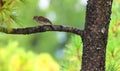 Sparrows are a family of small passerine birds, Passeridae. Royalty Free Stock Photo