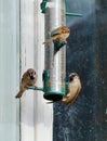 Sparrows feed in the trough Royalty Free Stock Photo