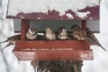Sparrows on the feeder in winter.