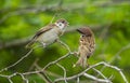 Sparrows are feeding their cubs, a warm picture of maternal love