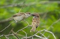 Sparrows are feeding their cubs, a warm picture of maternal love