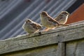 Sparrows on Fence