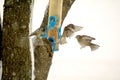 Sparrows Fight at Birdfeeder