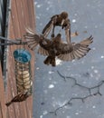 Sparrows fight over a bird feeder