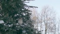 Sparrows in the fir forest