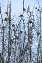 Sparrows on frozen tree