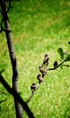 Sparrows gathering on a branch