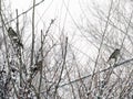 Winter Sparrow Flock Gathering.