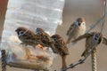 Sparrows having a breakfast. Russia. Kaluga region