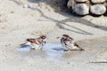 Sparrows having a shower