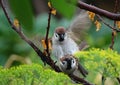 Sparrows mating