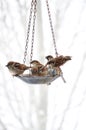 Sparrows Meeting At The Bird Feeder Royalty Free Stock Photo