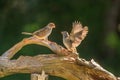 Sparrows meeting for first time give salute Royalty Free Stock Photo