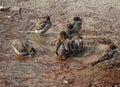 Sparrows in the water in Retiro Park. Madrid. Royalty Free Stock Photo