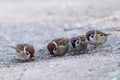 Sparrows Passer mounatus, Aves, Passseriformes