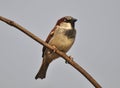 Sparrows Passer are sitting on a branch