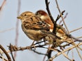 Sparrows Passer are sitting on a branch