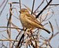 Sparrows Passer are sitting on a branch