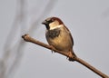 Sparrows Passer are sitting on a branch