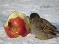 sparrows peck at a red apple core in the snow Royalty Free Stock Photo
